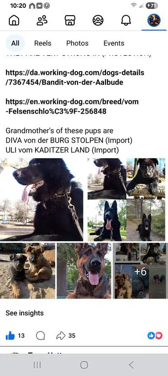 East German Pups(DDR)( BREEDING ANNOUNCEMENT)