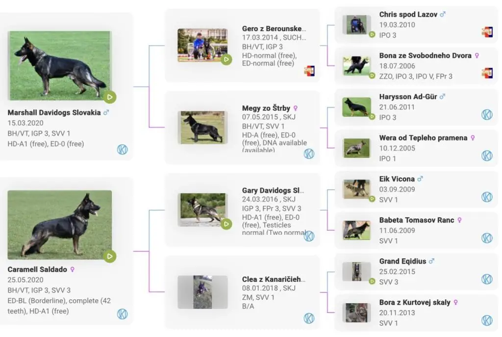 Titled female soon in heat!