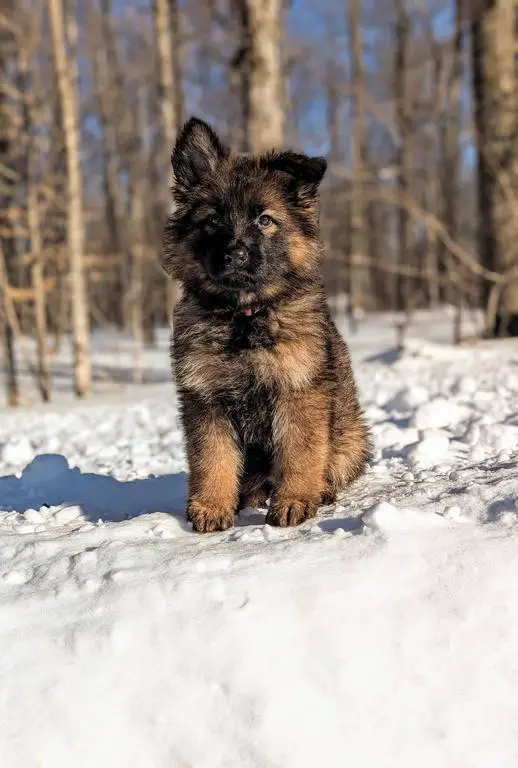 WGSL LC SABLE Females