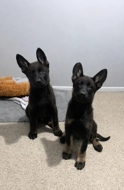 Male & Female Available super pedigree