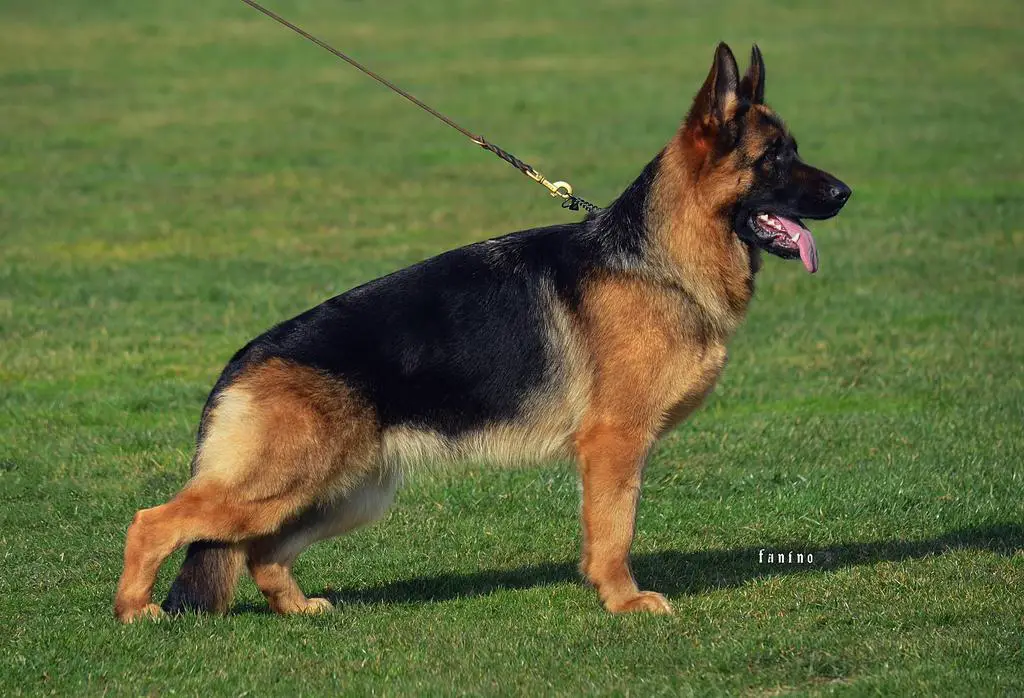 VA 2 SCHIWAGO VON BAD-BOLL DAUGHTER!