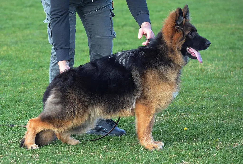 SG 5 INUK FIXFRUTTA LONGHAIR DAUGHTER !