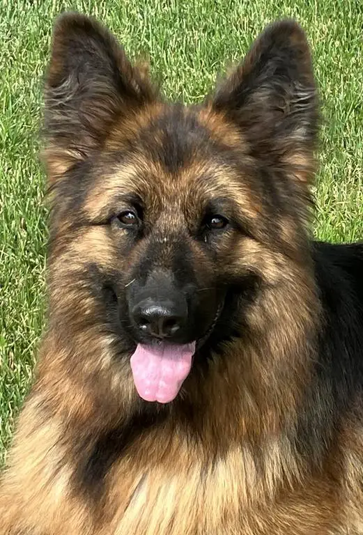 Serbian Import, AKC Long Coat