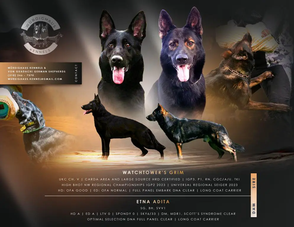 Planned Litter Feb/March 2026