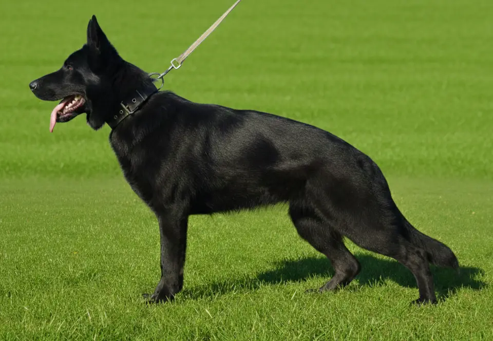 Proven black female!