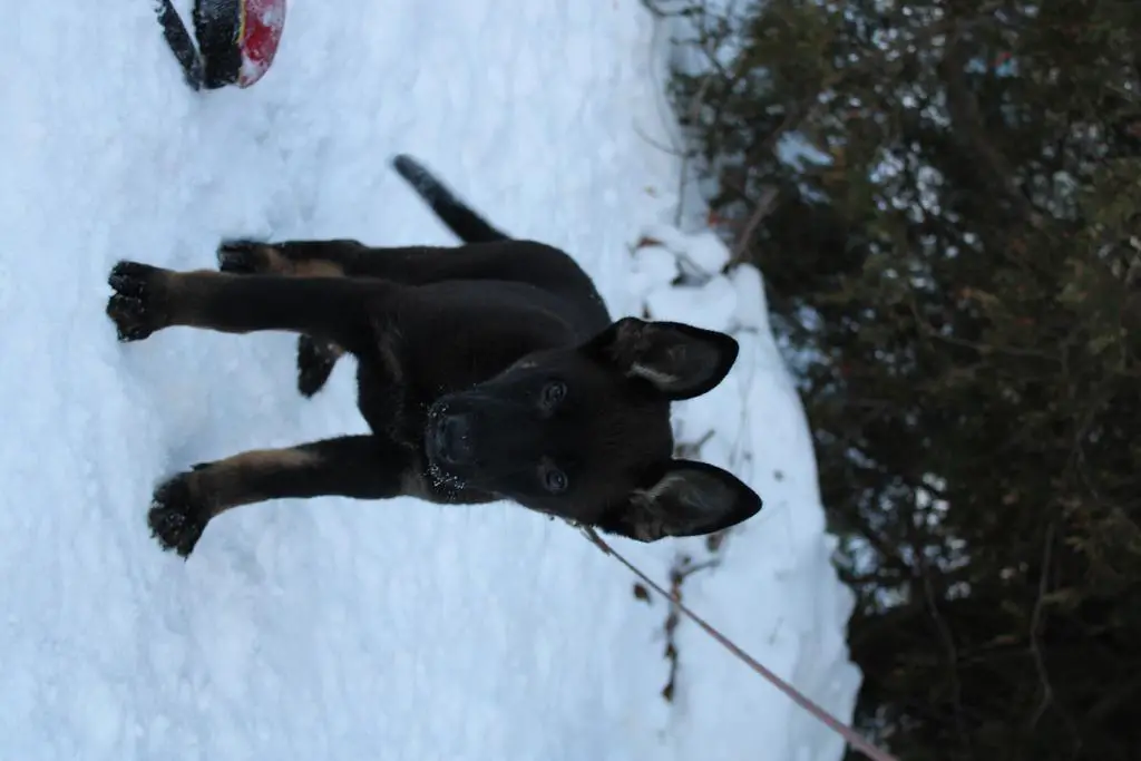 Super Pedigree DM Clear