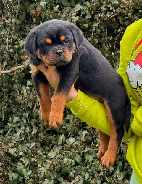 Rottweiler puppies