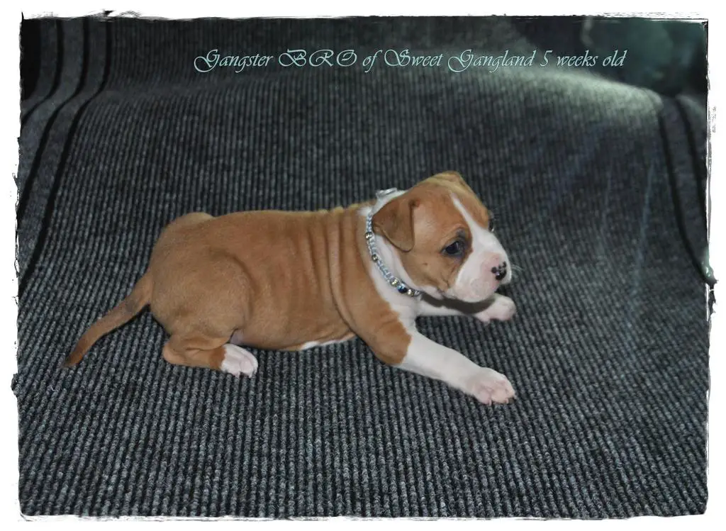American staffordshire terrier puppies for sale