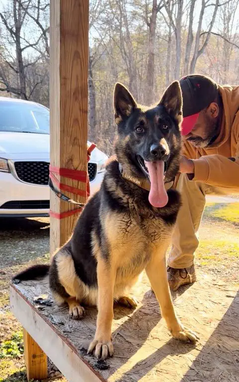 AKC Large working line male shepherd