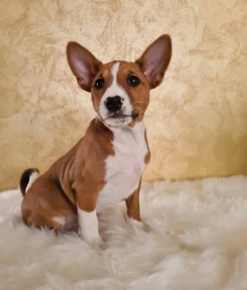 Basenji puppies