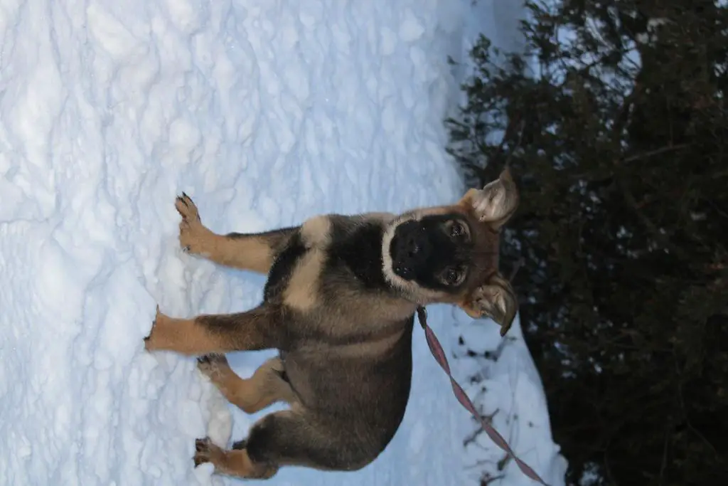 Puppy’s available Male & Female