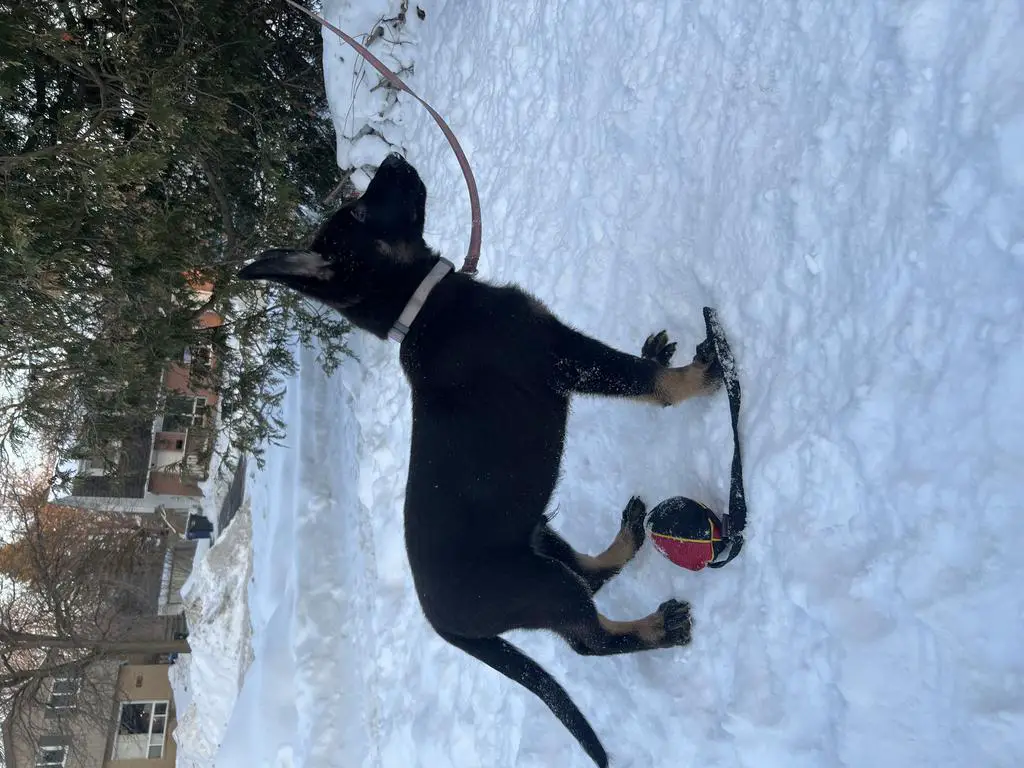 Male Available Super Pedigree