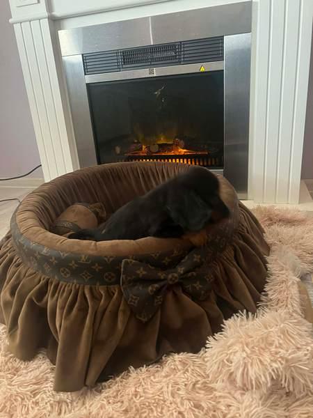 Long-haired dwarf dachshunds