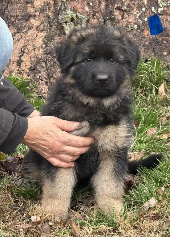 Beautiful black and red puppies