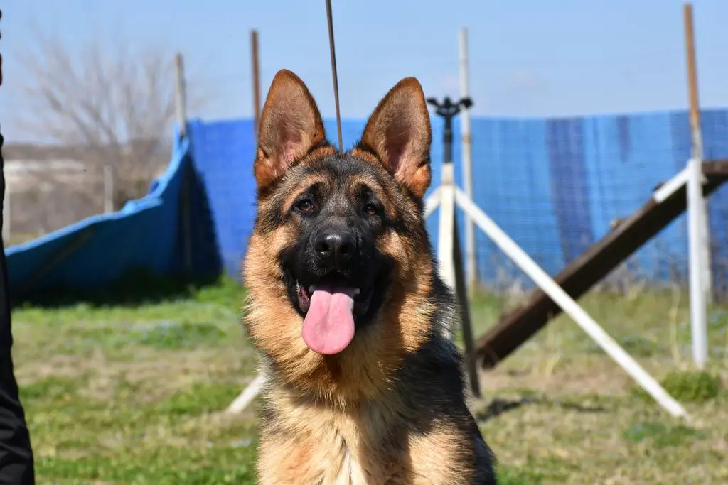 Top male , VA 1 Mio Team Huhengrab son