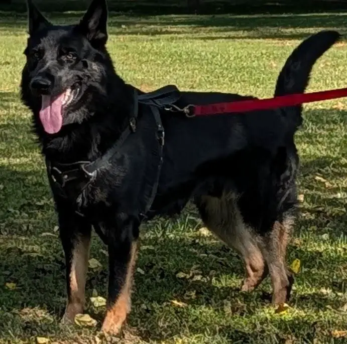 West German working line male