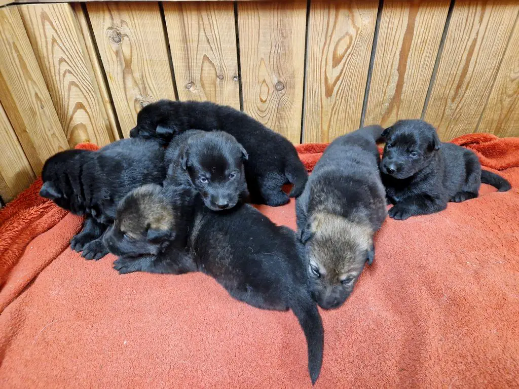 GSD puppies from the Czech Republic