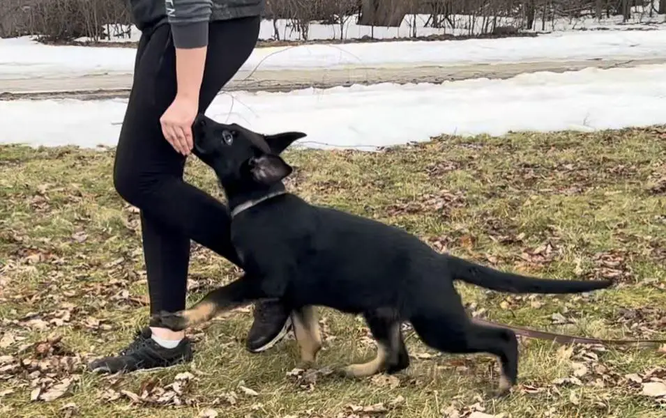 Bi Colour Male Active Family / Sport Home