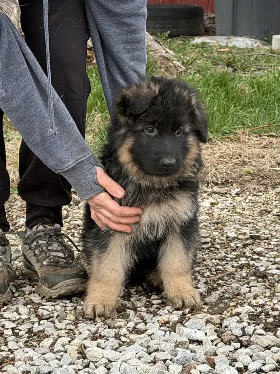 Beautiful black and red
