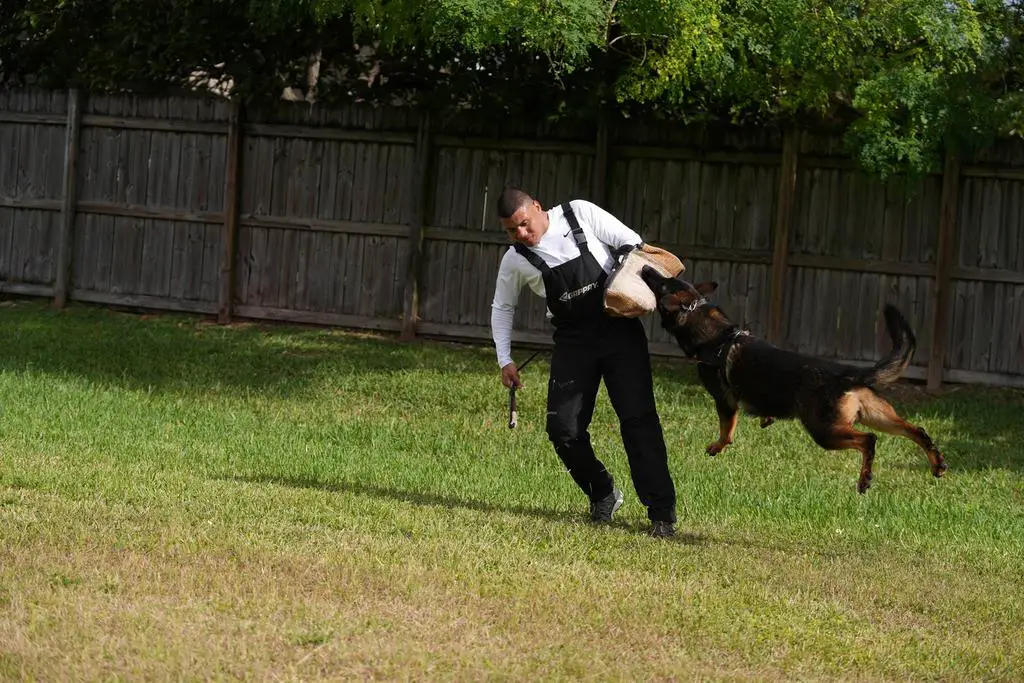 IMPORTED MALE 23 MONTHS OLD READY FOR BH