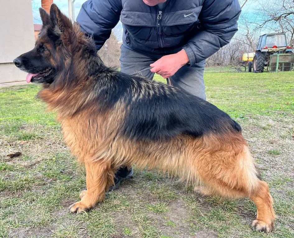 Pregnant long hair female with black male