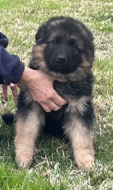 Beautiful black and red female