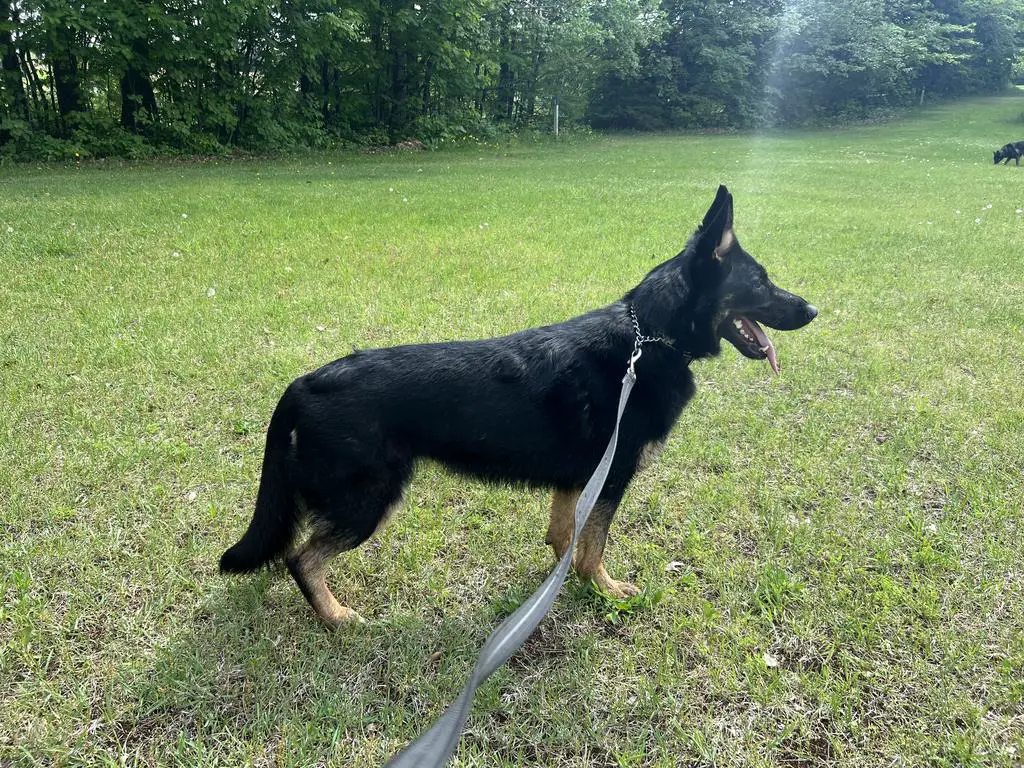 5 year old Imported female