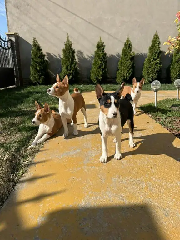 Beautiful Basenji puppies