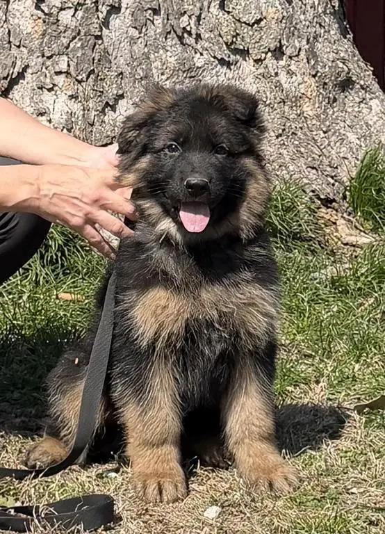 Beautiful Black and Red