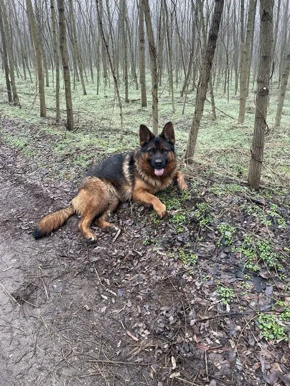 Titled sable female for sale