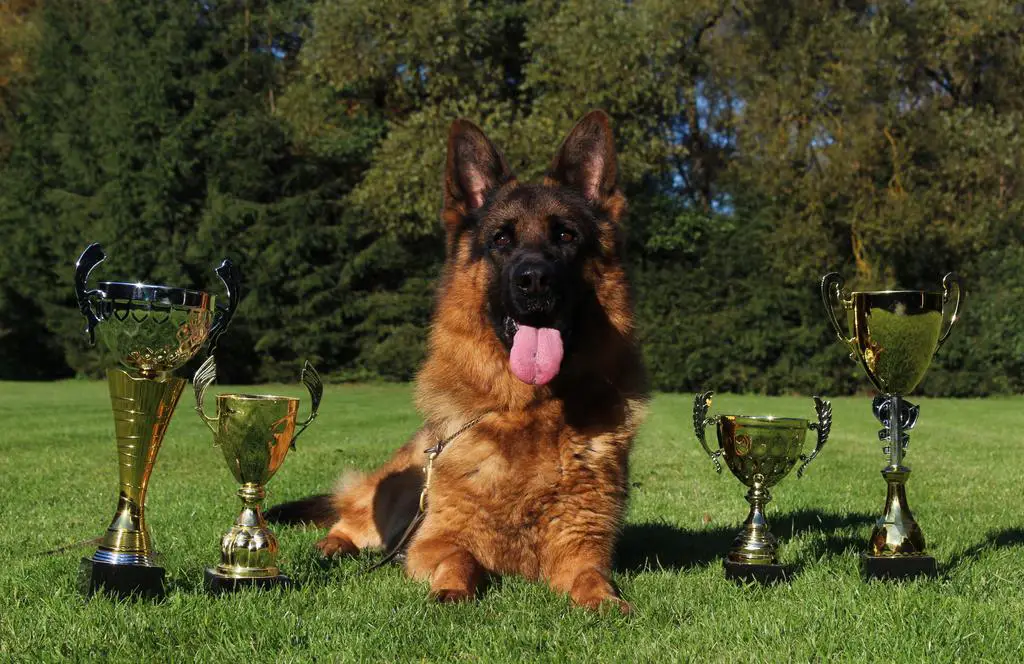 VA Uvo Dell alto Ofanto son 4years old