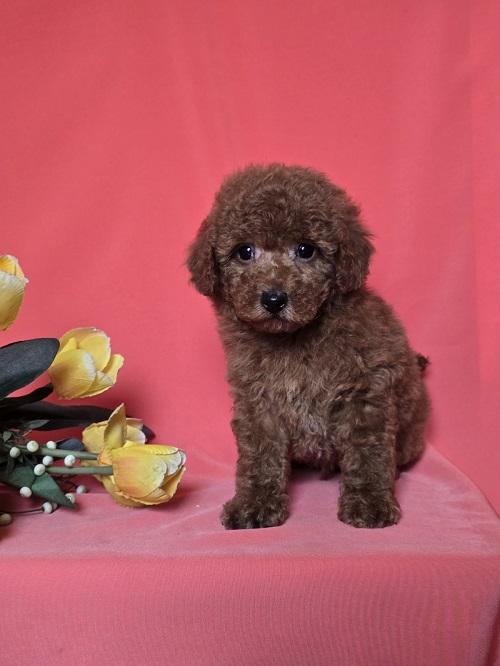 Red toy/mini poodle