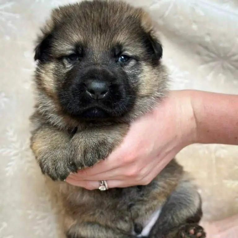 Sable Male Puppies European Direct