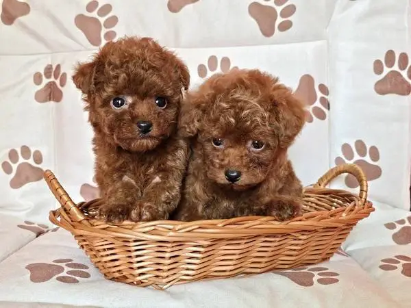 Red teacup poodle