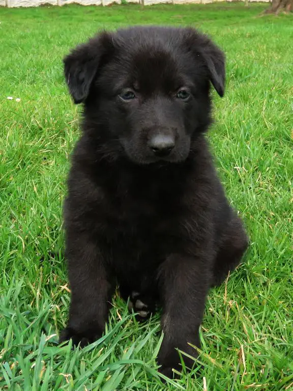 GSD puppies from the Czech Republic