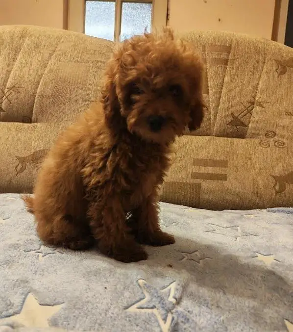 Red toy poodle