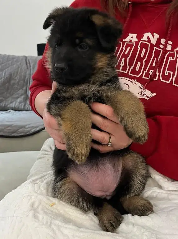 European Showline Imports