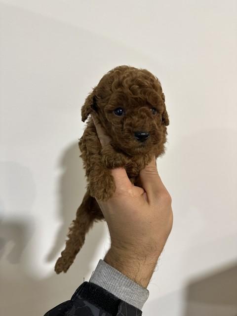 Red and apricot toy poodles