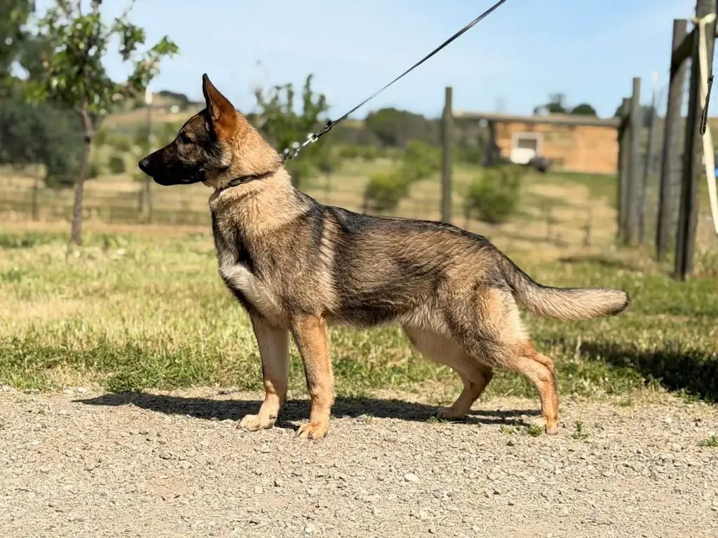 8 month old sable male for sale