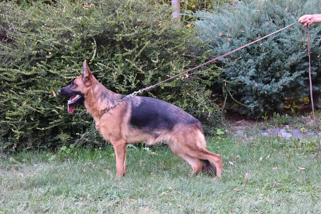 Super female , top producer PREGNANT