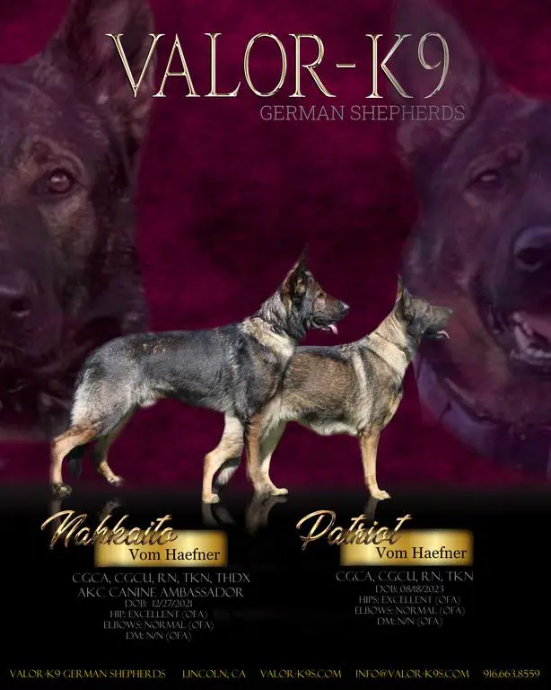 Elite Working Line German Shepherd Litter (A1)