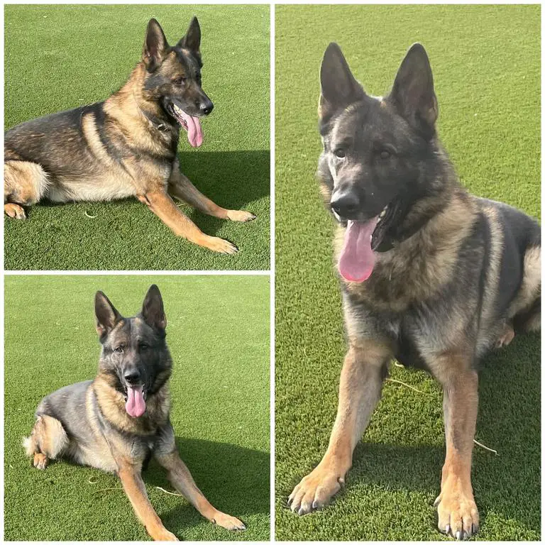 DIRK V.D. MOEZENBULTE, AD, BH - $500