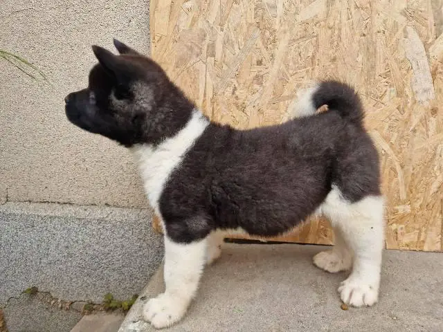 American Akita puppies