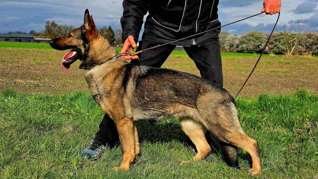 complete breeding qualified GSD female available