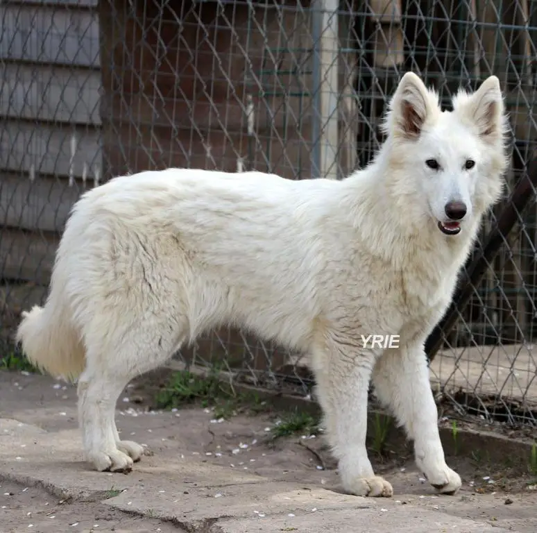 YADIEL JAMILSTAR  / Y LITTER FEMALE FOR SALE