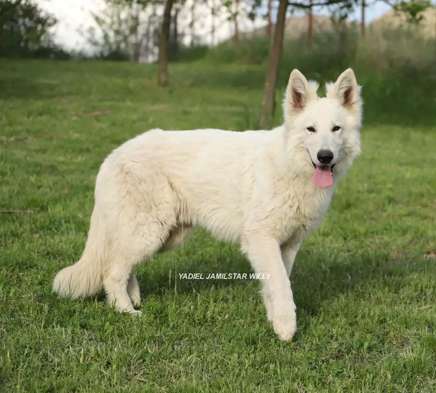 YADIEL JAMILSTAR  /   BOY