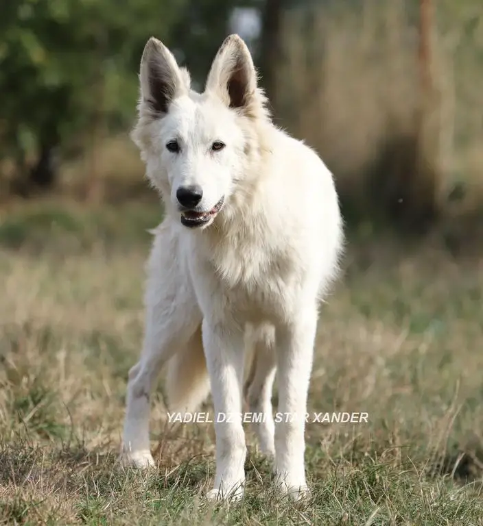 YADIEL DZSEMILSTAR -boy X LITTER