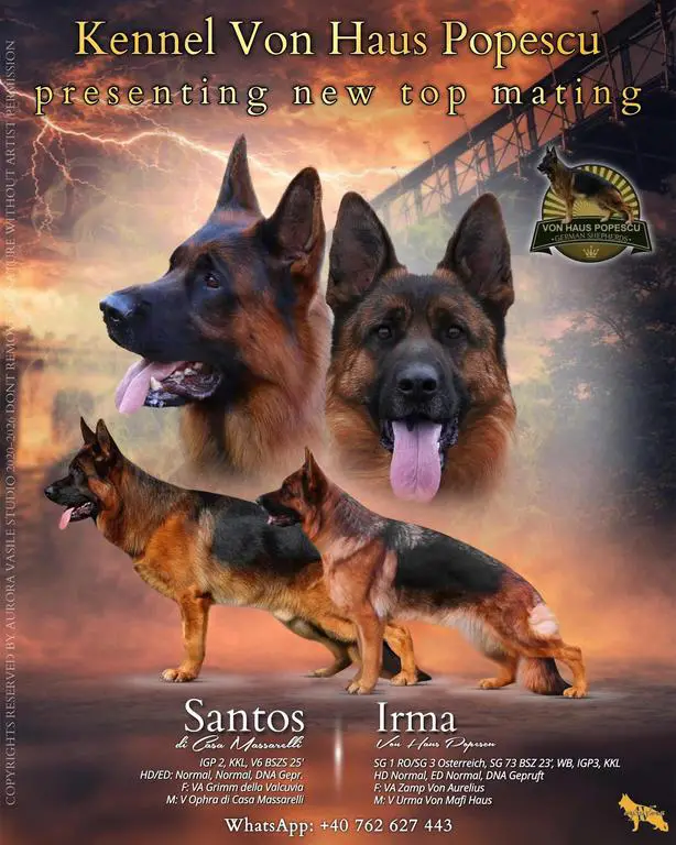 V6 BSZ 2025 Santos di Casa Massarelli puppies for