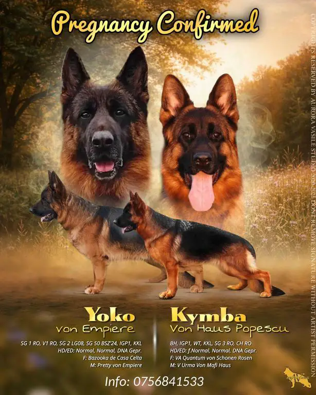 SG1 / V4  Bazooka de Casa Celta son puppies for sa