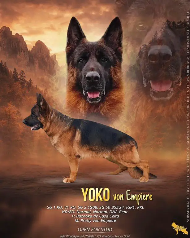 Super male for sale Bazooka de Casa Celta son